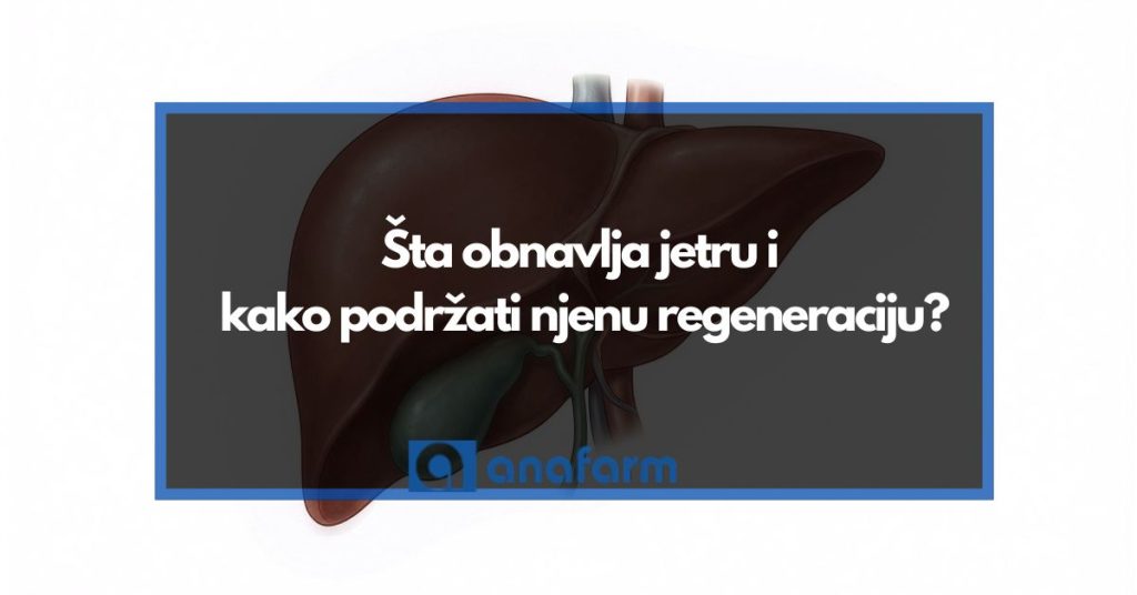 Šta obnavlja jetru i kako podržati njenu regeneraciju?
